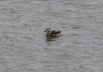 Long-tailed Duck, Burry Port