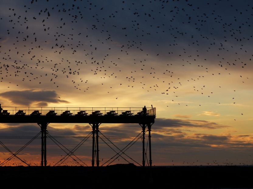 Starling Murmuration, Aberystwyth Pier