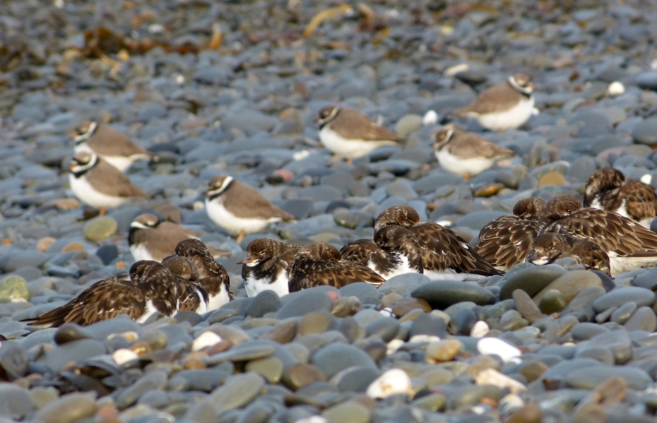 Turnstones and Ringed Plovers, Aberystwyth