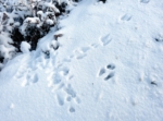 Snow Tracks, Rabbit