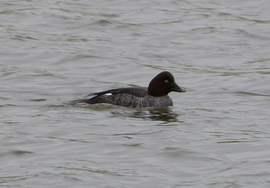 Goldeneye, Sandy Water Park