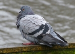 Feral Pigeon (Blue Bar)