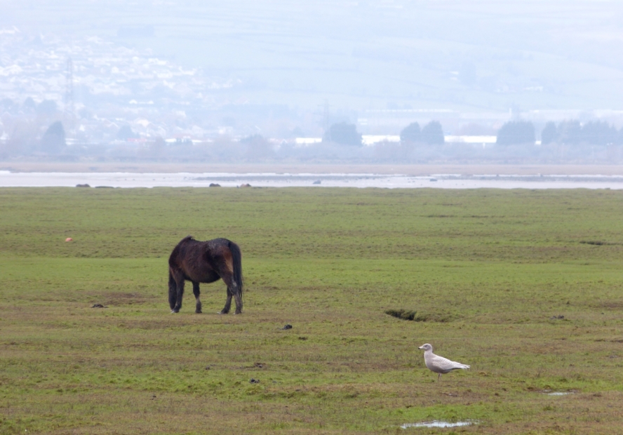 Glaucous Gull, Wernffrwd