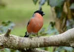 Bullfinch, WWT Llanelli