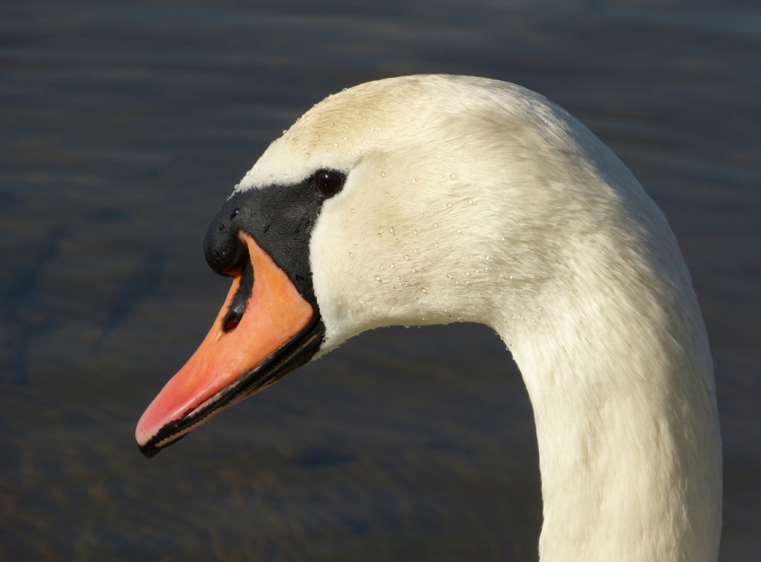 Mute Swan, Kenfig NNR