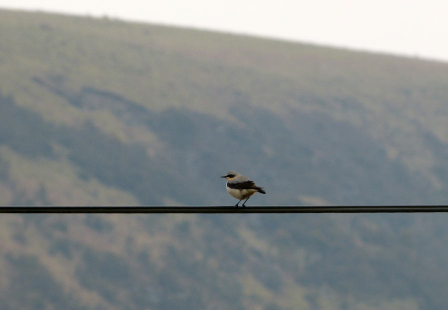 First Wheatear of 2013