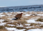 Red Grouse, Bleaklow