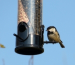 Coal Tit, Garden