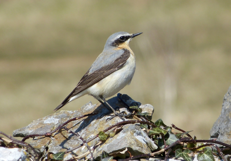 Wheatear, Kenfig