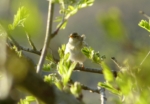 Willow Warbler, Cefn Drum