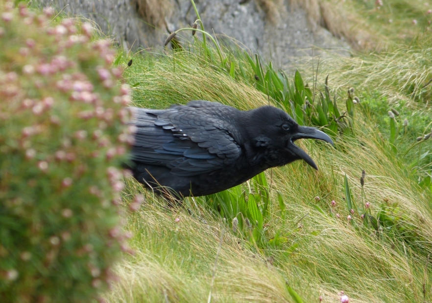 Raven, Mumbles Head