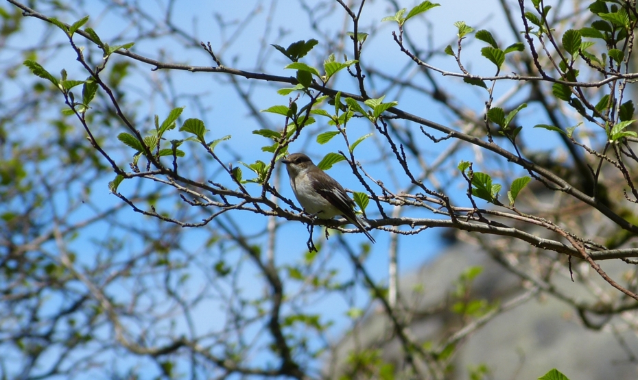 Pied Flycacther, RSPB Dinas