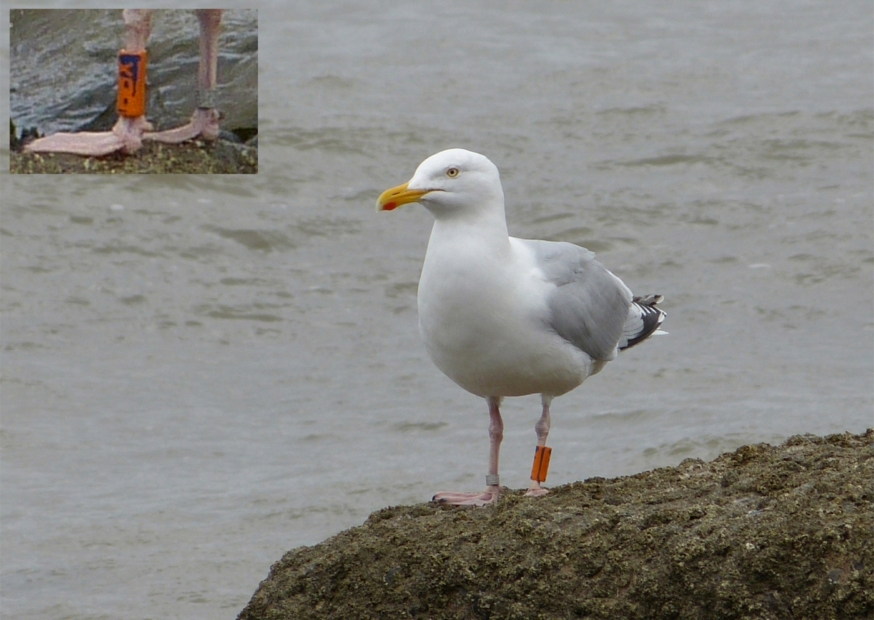 Herring Gull, Blue BBX