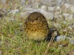 Robin Fledgling, Cefn Drum