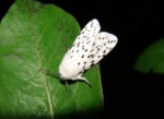 White Ermine