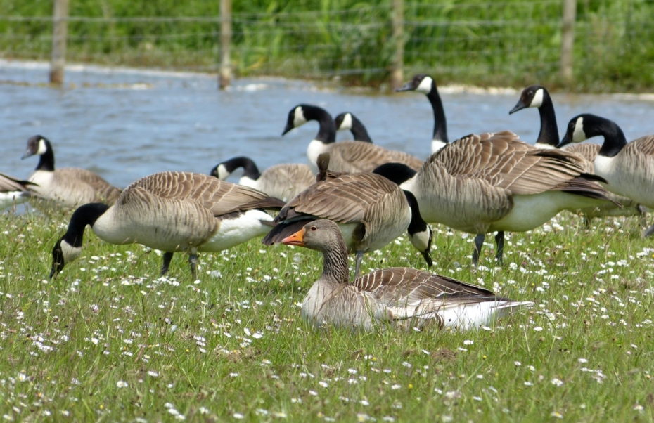 Greylag Goose, Kenfig NNR