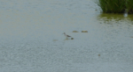 Lesser Yellowlegs, WWT Llanelli