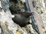 Black Guillemot, Oban