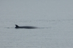 Minke Whale, Isle of Mull