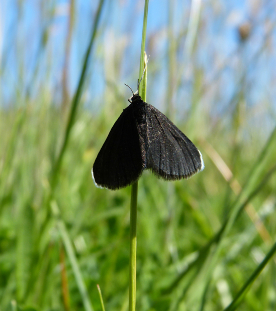 Chimney Sweeper, Isle of Mull