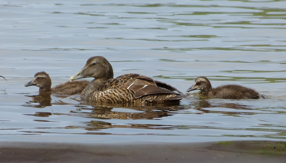 Eider, Isle of Mull