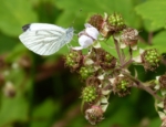 Green-veined White