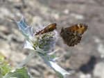 Grayling, Burry Port