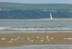 Sandwich and Common Terns, Burry Port