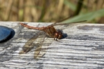 Common Darter, Cosmeston