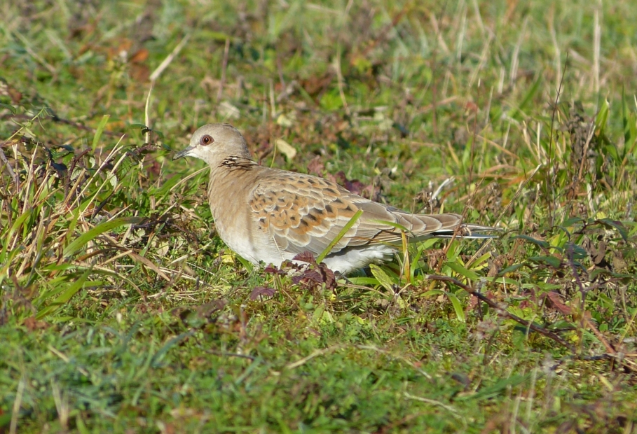 Turtle Dove, Cosmeston