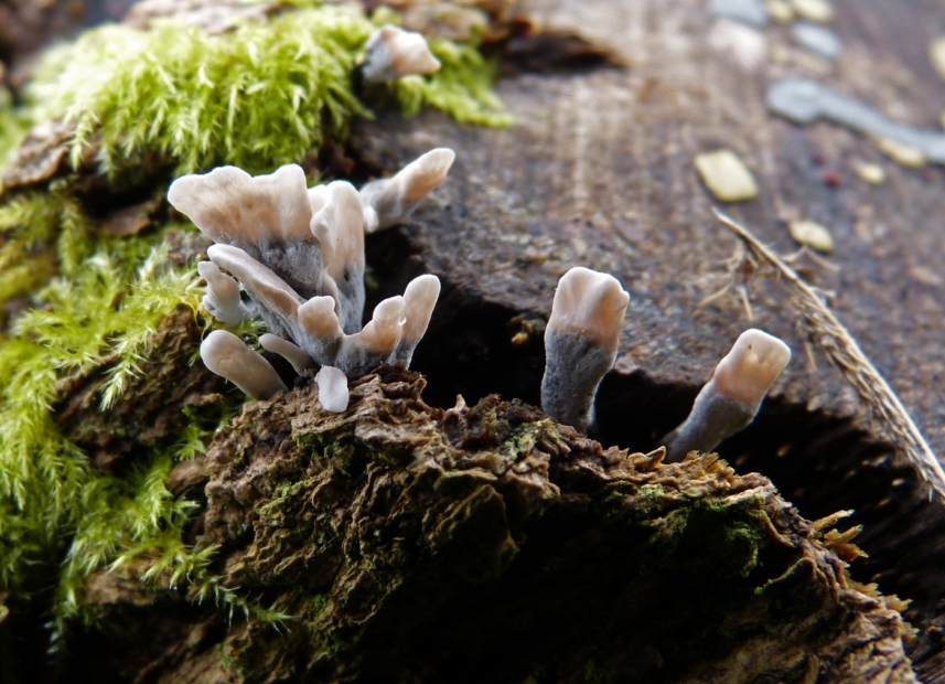 Candlesnuff Fungus (Xylari hypoxylon)