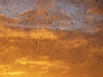 Starling Murmuration, Aberystwyth