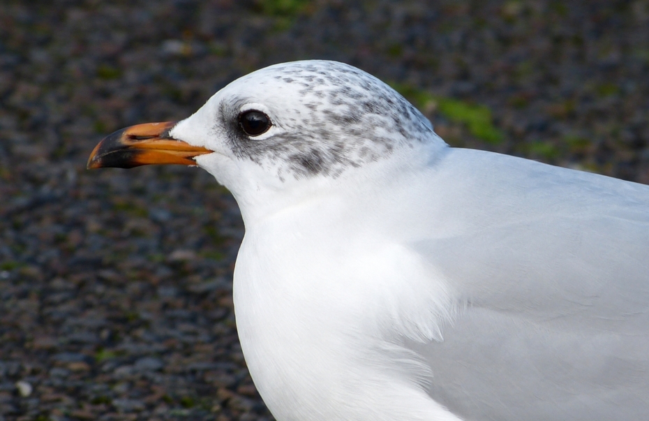 Mediterranean Gull, Bracelet Bay