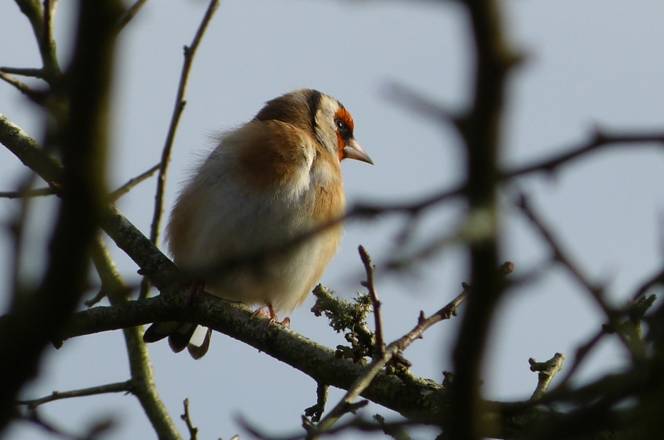 Goldfinch, Parc Slip