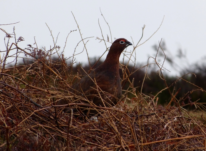 Red Grouse, Ilkley Moor