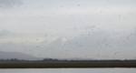 Lapwings, Llanelli WWT