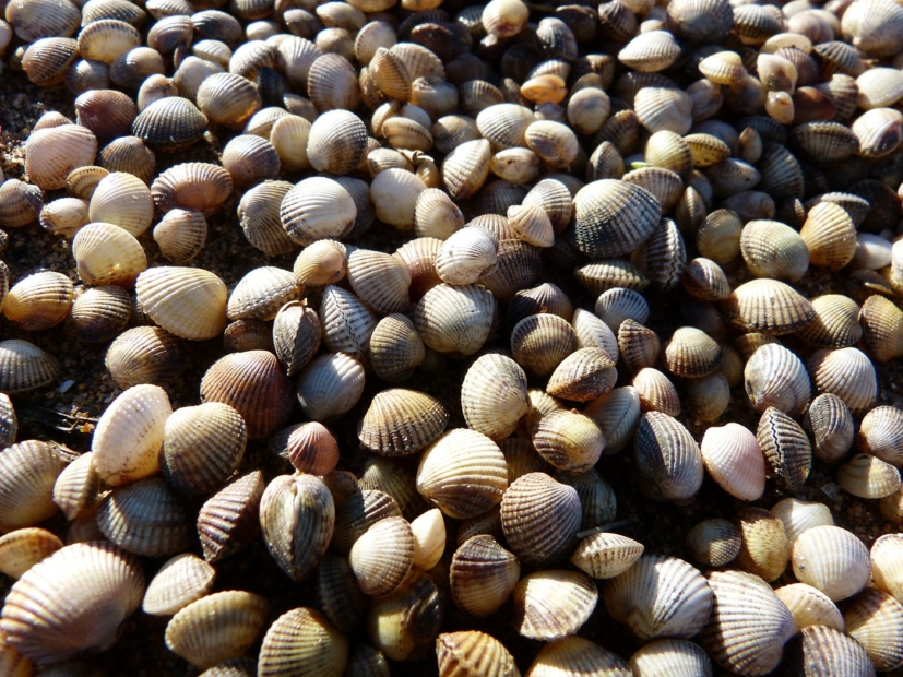 Shells, Llanelli