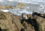 Purple Sandpiper, Port Eynon