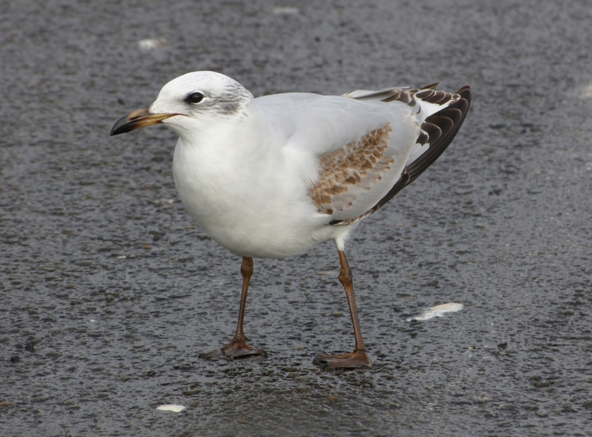 Mediterranean Gull, Bracelet Bay