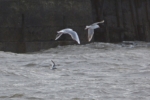 Little Gull, Aberavon