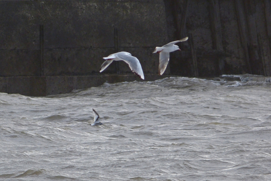 Little Gull, Aberavon