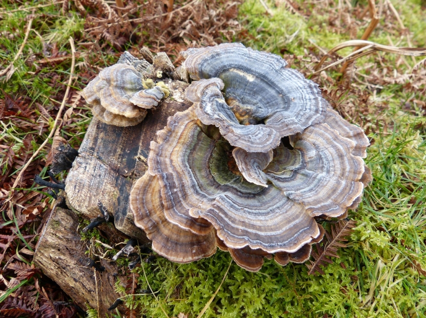 Turkeytail Fungi