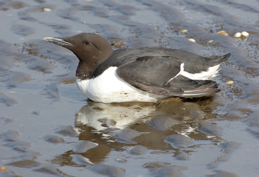 Guillemot, Llanelli