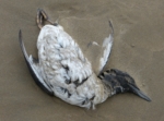 Dead Guillemot, Cefn Sidan