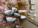 Goose Barnacle, Cefn Sidan