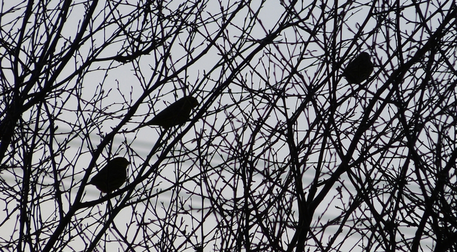 Yellowhammers, Cefn Drum