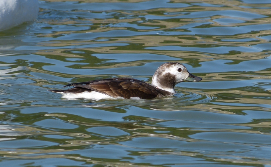 Long-Tailed Duck at the Knap, Barry