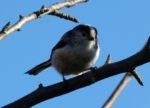 Long-tailed Tit, Garden