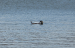 Black-throated Diver, Cosmeston Lakes