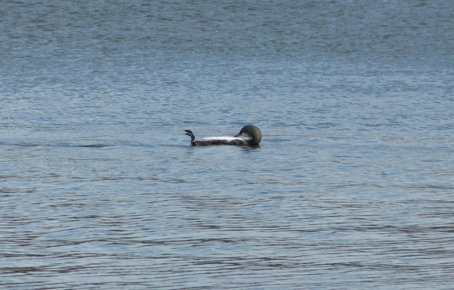 Black-throated Diver, Cosmeston Lakes